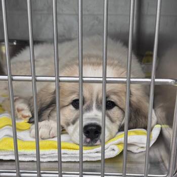 Bruce -  Great Pyrenees Dog for Adoption in Abilene, Texas - Bruce | PetCurious
