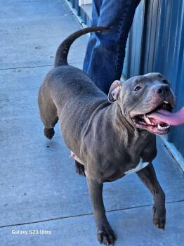 Star -  Pit Bull Terrier Dog Available for Adoption in Tama, Iowa - Star | PetCurious