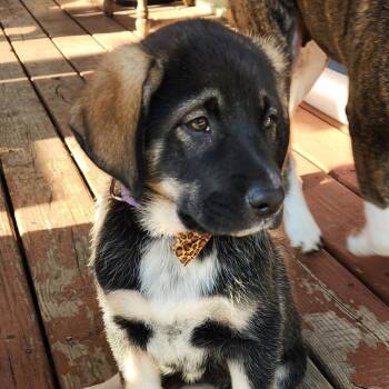 Shepherd and Hound Dogs Available for Adoption in Shorewood, Illinois - Pat Benitar | PetCurious