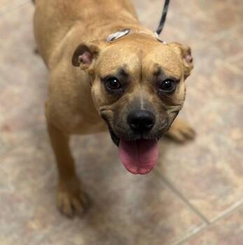 Boxer and Pit Bull Terrier Dogs Available for Adoption - Liyah | PetCurious