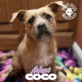 Terrier Dogs Available for Adoption - Coco | PetCurious