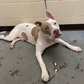 Mixed Breed Dogs Available for Adoption in Memphis, Tennessee - Panini | PetCurious