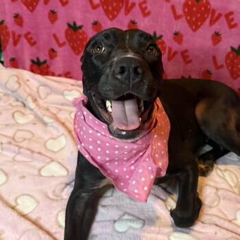 Rescue American Staffordshire Terrier and Pit Bull Terrier Dogs for Adoption in Miami, Florida - Lucy | PetCurious