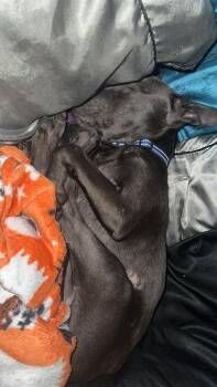 Rescue American Staffordshire Terrier and Weimaraner Dogs for Adoption in Mt. Juliet, Tennessee - Dixieland Delight “DD” (Dresden #7) | PetCurious