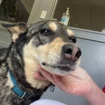 Sable -  Mixed Breed Dog for Adoption in Summerlee, West Virginia - Sable | PetCurious