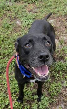 TOPH -  Labrador Retriever and Mixed Breed Dog for Adoption in Fort Lauderdale, Florida - TOPH | PetCurious