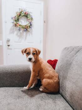 Spongebob -  Shepherd Dog for Adoption in Goodyear, Arizona - Spongebob | PetCurious