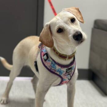 Labrador Retriever and Mixed Breed Dogs Available for Adoption in Mississauga, Ontario - Camila | PetCurious