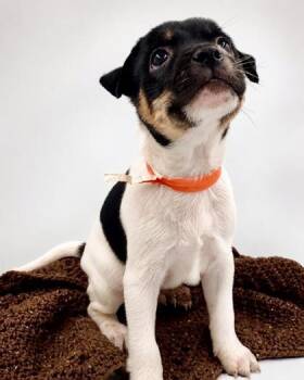 Domi -  Rat Terrier and Chihuahua Dog for Adoption in Lawrenceville, Georgia - Domi | PetCurious