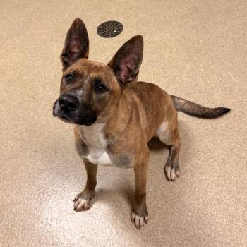 Mixed Breed Dogs Available for Adoption - Sami | PetCurious