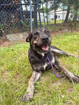 Hooch -  Mixed Breed Dog for Adoption in Winnsboro, South Carolina - Hooch | PetCurious