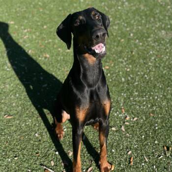 Skippy -  Doberman Pinscher Dog for Adoption in Loxahatchee Groves, Florida - Skippy | PetCurious