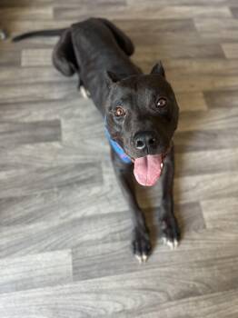 Pickles -  American Staffordshire Terrier Dog for Adoption in Santa Monica, California - Pickles | PetCurious