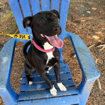 Kiwi -  Black Labrador Retriever and Pit Bull Terrier Dog for Adoption in Mahwah, New Jersey - Kiwi | PetCurious
