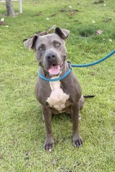 Nani -  Pit Bull Terrier and Mixed Breed Dog for Adoption in Honolulu, Hawaii - Nani | PetCurious