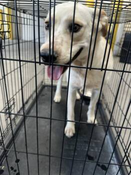 BAILEY -  Labrador Retriever and Mixed Breed Dog for Adoption in Las Vegas, Nevada - BAILEY | PetCurious