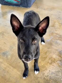 Figgy -  Rat Terrier and German Shepherd Dog Dog for Adoption in Littlerock, California - Figgy | PetCurious