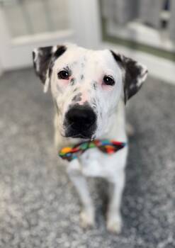 Rescue Australian Cattle Dog Blue Heeler and Mixed Breed Dogs for Adoption in Carthage, Missouri - Soulie | PetCurious