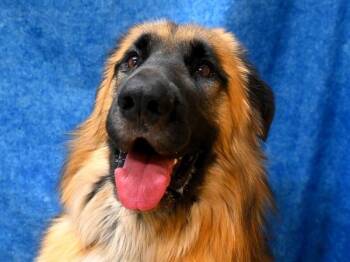 Leonberger Dogs Available for Adoption - Laurent | PetCurious