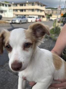 Terrier and Mixed Breed Dogs Available for Adoption in Honolulu, Hawaii - Mars | PetCurious