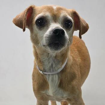 FOSTER NEEDED - Jasmine -  Chihuahua Dog for Adoption - FOSTER NEEDED - Jasmine | PetCurious