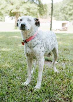 Liana -  Dalmatian and Labrador Retriever Dog for Adoption in Attalla, Alabama - Liana | PetCurious