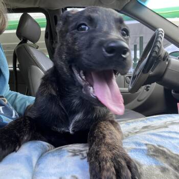 Shepherd and Pit Bull Terrier Dogs Available for Adoption in Mooresville, Indiana - Goose (Bella) | PetCurious