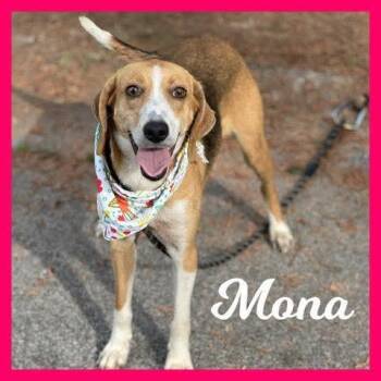 Hound Dogs Available for Adoption in Sumter, South Carolina - Mona | PetCurious