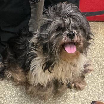 IVHS-A-140764 -  Shih Tzu Dog for Adoption in San Gabriel, California - IVHS-A-140764 | PetCurious