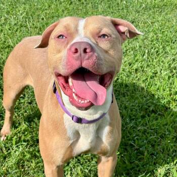 Rescue Pit Bull Terrier Dogs for Adoption in Eagle, Idaho - Richard **Courtesy Post. Out Of Town Pet. See Below For Details* | PetCurious