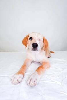 Labradoodle Dogs Available for Adoption in Bixby, Oklahoma - Finn | PetCurious