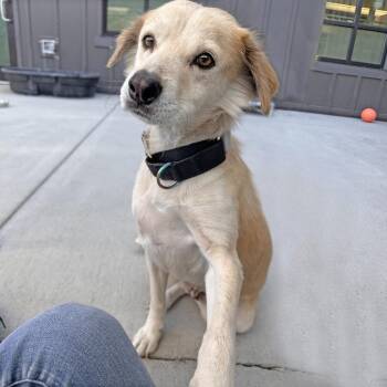 Hinoki -  Mixed Breed Dog for Adoption in Hailey, Idaho - Hinoki | PetCurious
