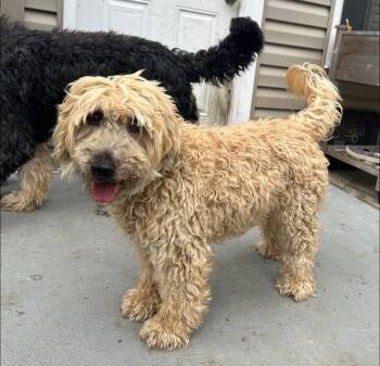 Rescue Wheaten Terrier Dogs for Adoption in Grove City, Ohio - Kady | PetCurious