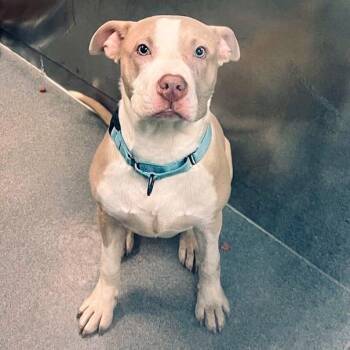 Pit Bull Terrier Dogs Available for Adoption - Blaze | PetCurious