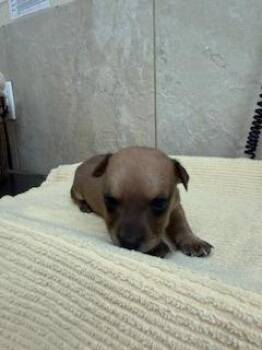 Terrier and Mixed Breed Dogs Available for Adoption - #1 | PetCurious