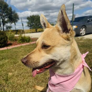 Rescue Siberian Husky and Mixed Breed Dogs for Adoption in Rock Falls, Illinois - Reba | PetCurious