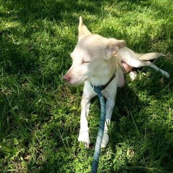 Chihuahua Dogs Available for Adoption in Beaumont, Texas - Constance | PetCurious