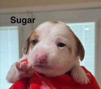 Sugar cube -  Australian Cattle Dog Blue Heeler and Mixed Breed Dog for Adoption in Maryville, Tennessee - Sugar Cube | PetCurious