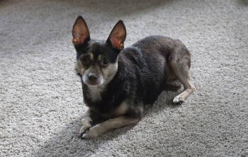 Rescue Chihuahua Dogs for Adoption in Brooklyn Center, Minnesota - Hayes | PetCurious