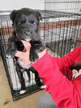 Boston Terrier and Jack Russell Terrier Dogs Available for Adoption - Neva | PetCurious