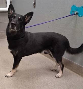 GONZO -  German Shepherd Dog Dog for Adoption in Las Vegas, Nevada - GONZO | PetCurious