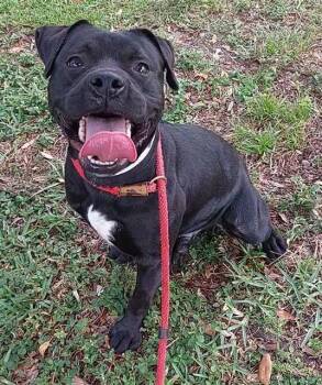 WYATT -  American Staffordshire Terrier Dog for Adoption in Fort Lauderdale, Florida - WYATT | PetCurious