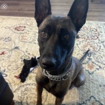 Rescue Belgian Shepherd Malinois Dogs for Adoption in Duck River, Tennessee - Riley Bia | PetCurious