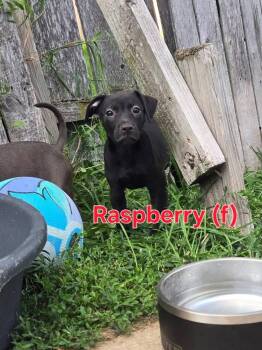 Raspberry AKA Razz -  Mixed Breed Dog for Adoption in Union Grove, Wisconsin - Raspberry AKA Razz | PetCurious