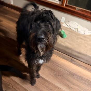 Terrier Dogs Available for Adoption - Rio | PetCurious