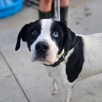 Mara -  Border Collie and Australian Shepherd Dog for Adoption in Monticello, Iowa - Mara | PetCurious