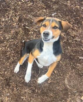 Rescue Beagle and Mixed Breed Dogs for Adoption in Thomasville, Alabama - Belle | PetCurious