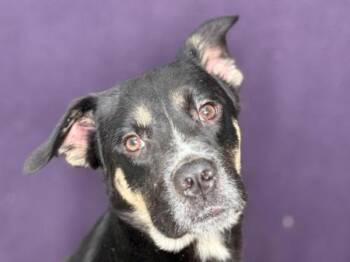 Darwin -  German Shepherd Dog and Husky Dog for Adoption in Portland, Oregon - Darwin | PetCurious