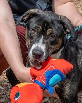 Mixed Breed Dogs Available for Adoption in Chamblee, Georgia - Hildi | PetCurious