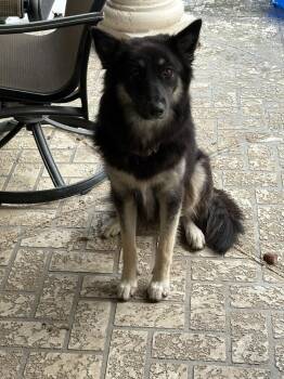 Maggie Wilcox -  Husky and Shepherd Dog for Adoption in Silsbee, Texas - Maggie Wilcox | PetCurious